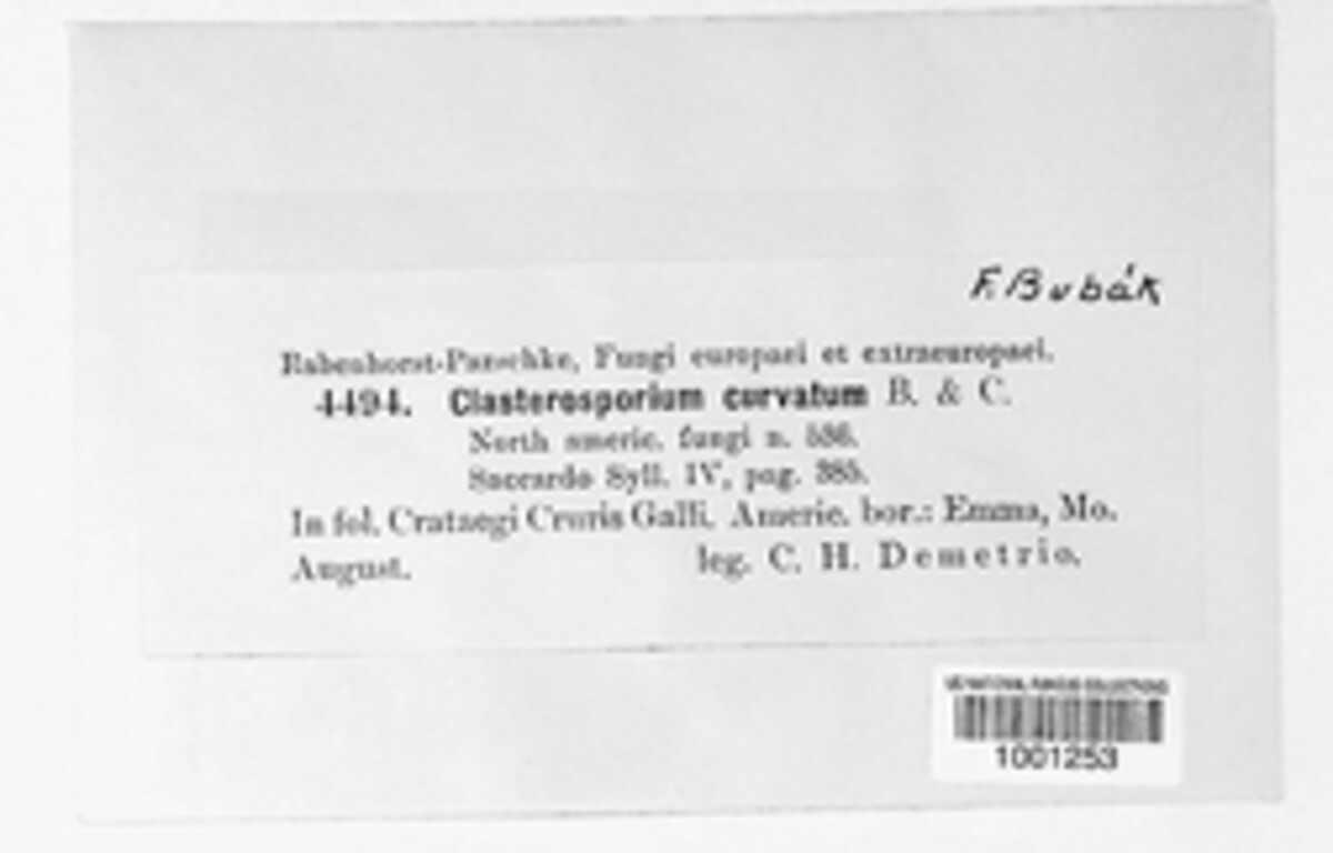 Clasterosporium curvatum image